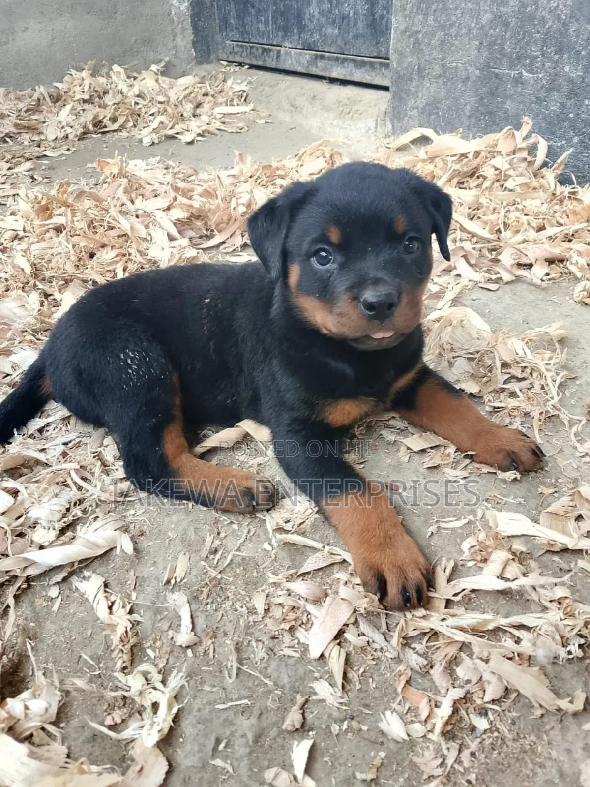 1-3 months Male Purebred Rottweiler