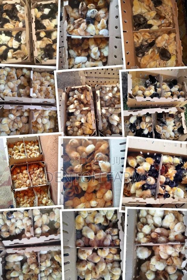 Improved Kienyeji Chicks - thumbnail 3