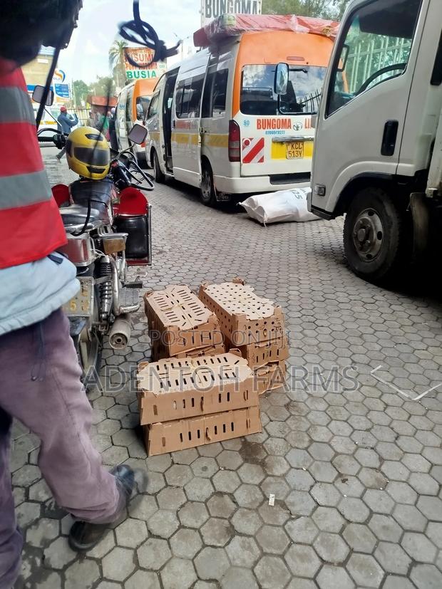 Improved Kienyeji Chicks - thumbnail 4