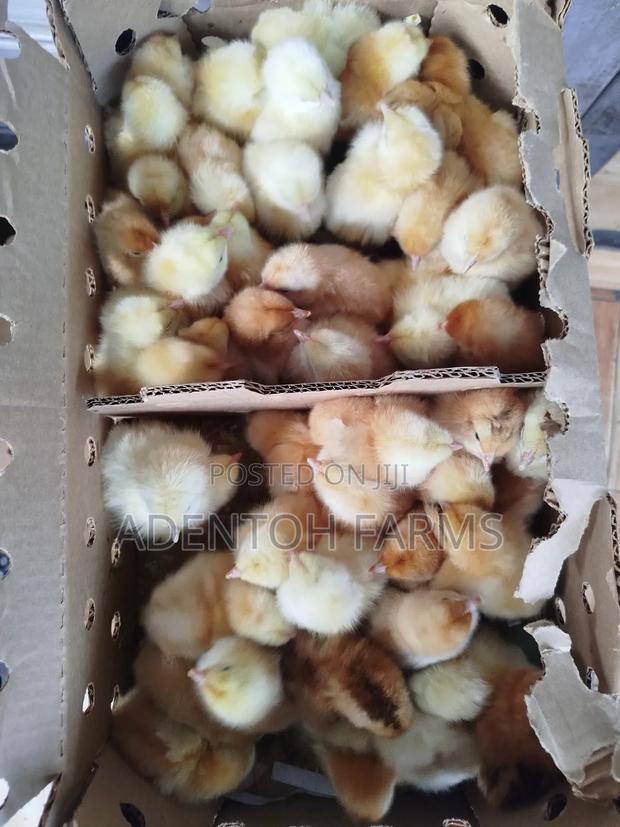 Improved Kienyeji Chicks - main view