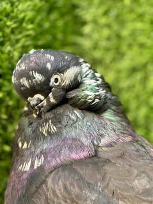 English Long Face Almond Pair Available - thumbnail 2