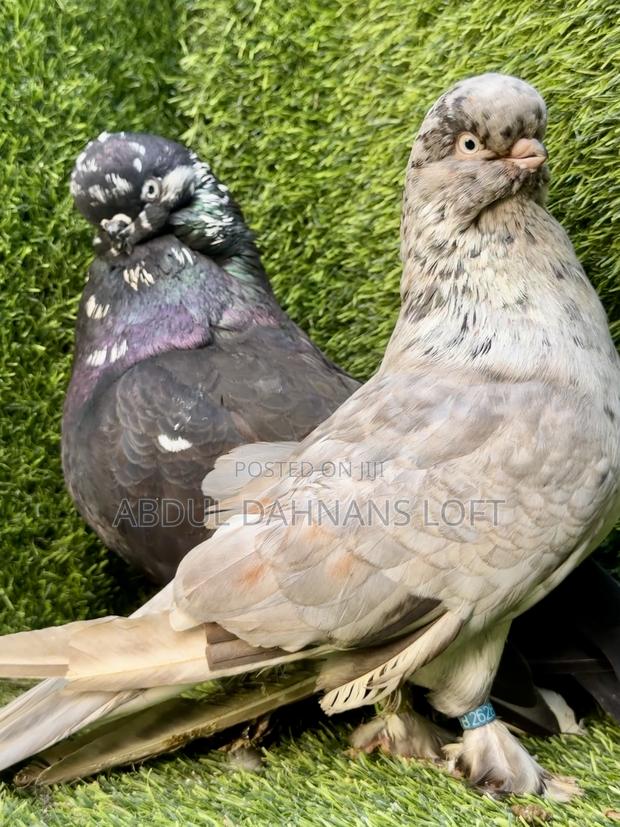 English Long Face Almond Pair Available - thumbnail 5