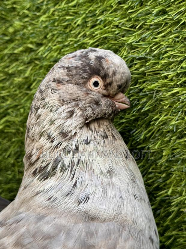 English Long Face Almond Pair Available - thumbnail 4