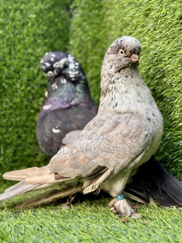 English Long Face Almond Pair Available - thumbnail 3