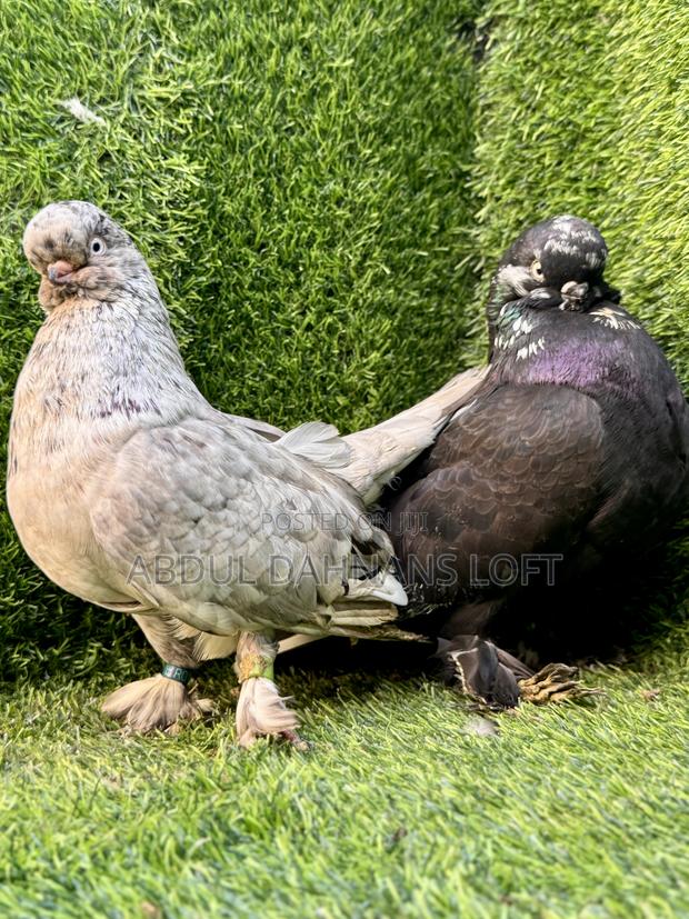 English Long Face Almond Pair Available - thumbnail 6