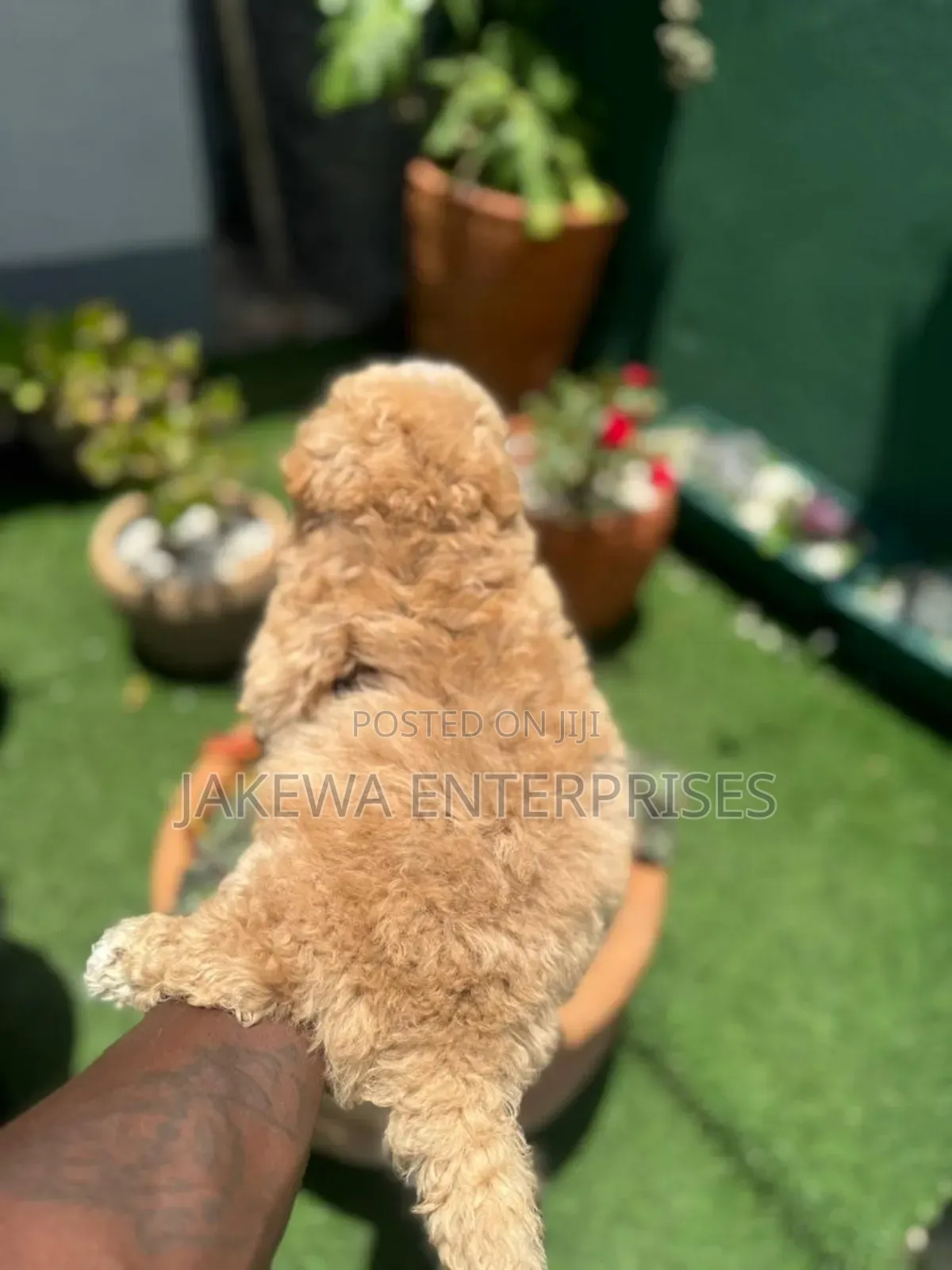 1-3 months Male Purebred Poodle