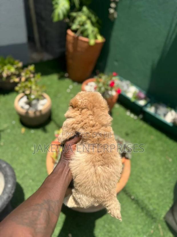 1-3 months Male Purebred Poodle - thumbnail 2
