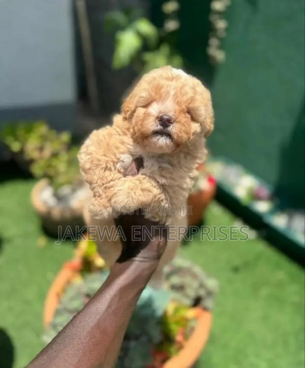 1-3 months Male Purebred Poodle