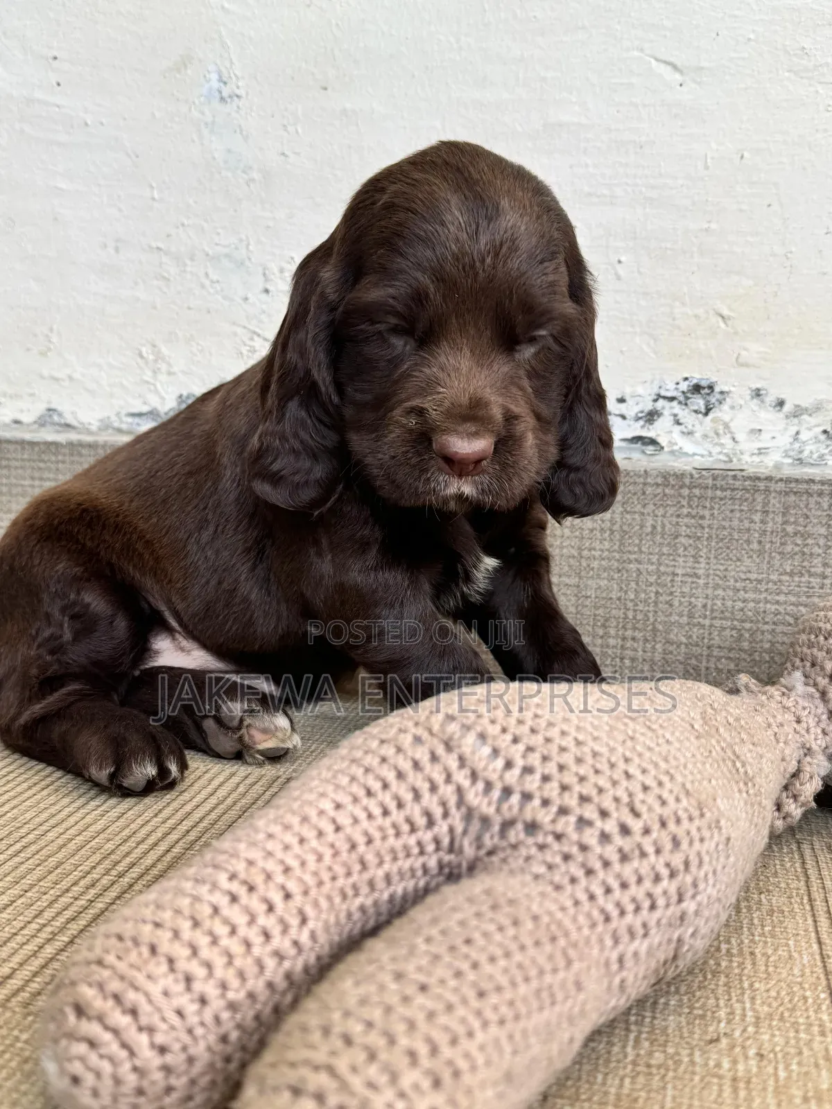 1-3 months Male Purebred Cocker Spaniel