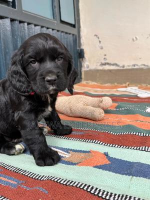 1-3 months Female Purebred Cocker Spaniel - thumbnail 2