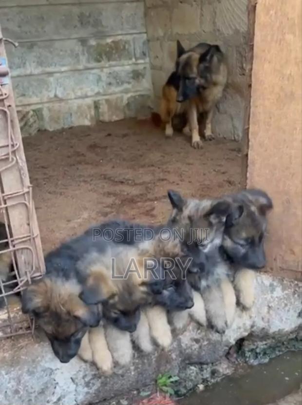 1-3 months Male Purebred German Shepherd - main view