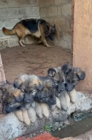 1-3 months Male Purebred German Shepherd