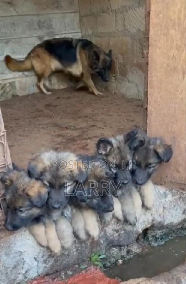 1-3 months Male Purebred German Shepherd - thumbnail 3