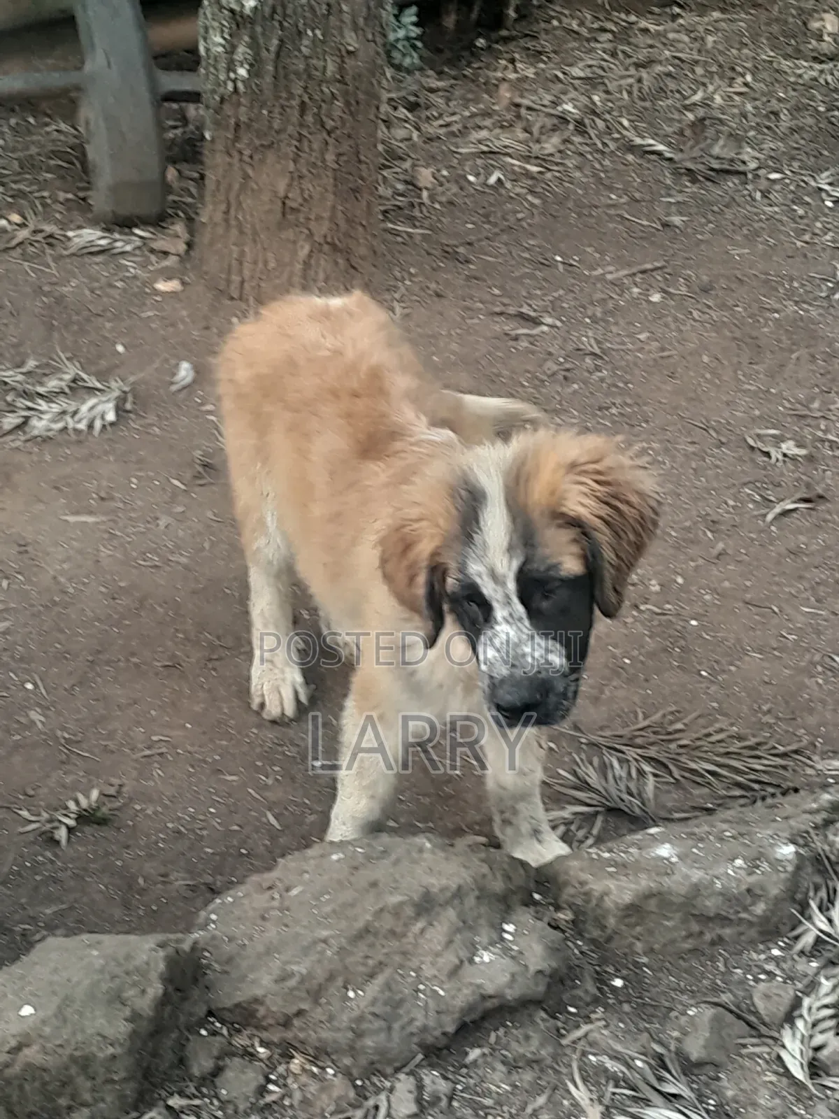 1-3 months Male Purebred Saint Bernard