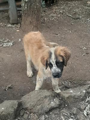 1-3 months Male Purebred Saint Bernard - thumbnail 2