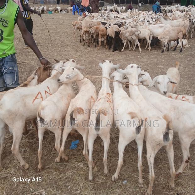 Alinurki Galla Goats - thumbnail 3