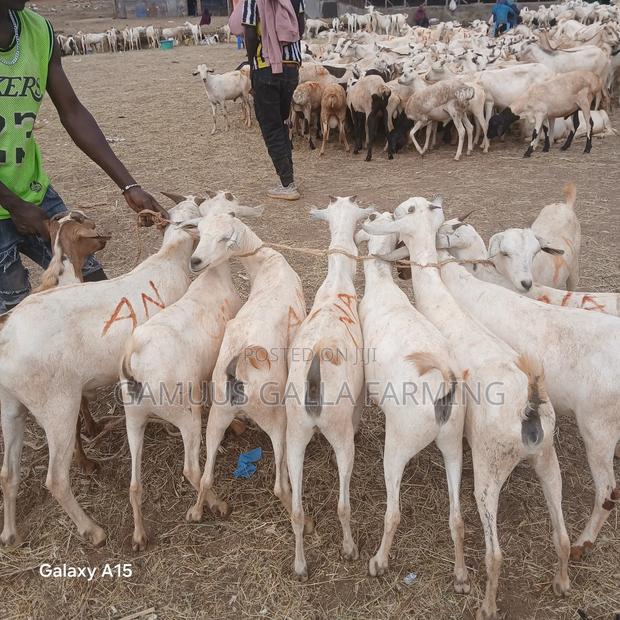 Alinurki Galla Goats - thumbnail 5