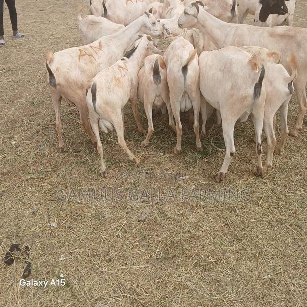 Alinurki Galla Goats - thumbnail 6