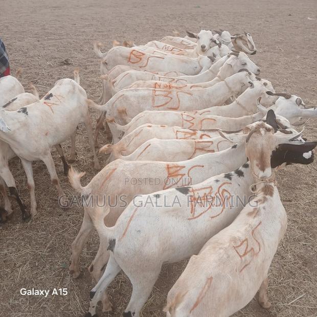 Alinurki Galla Goats - thumbnail 7