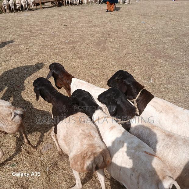 Alinurki Galla Goats - thumbnail 8