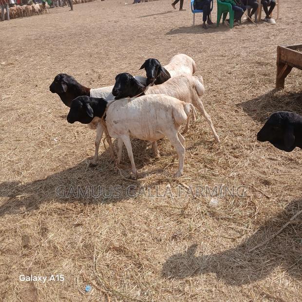 Alinurki Galla Goats - thumbnail 9