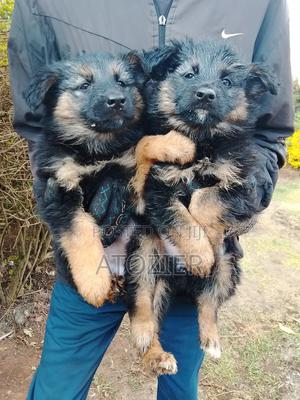 1-3 months Male Purebred German Shepherd - thumbnail 2