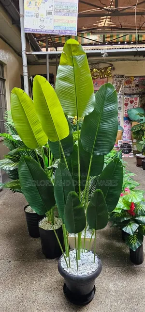 Banana Plant in Big Vase
