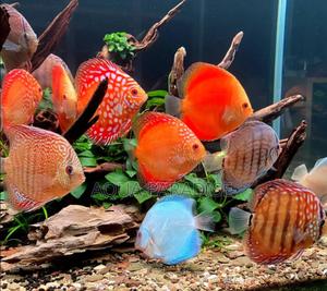 Discus Fish - thumbnail 2