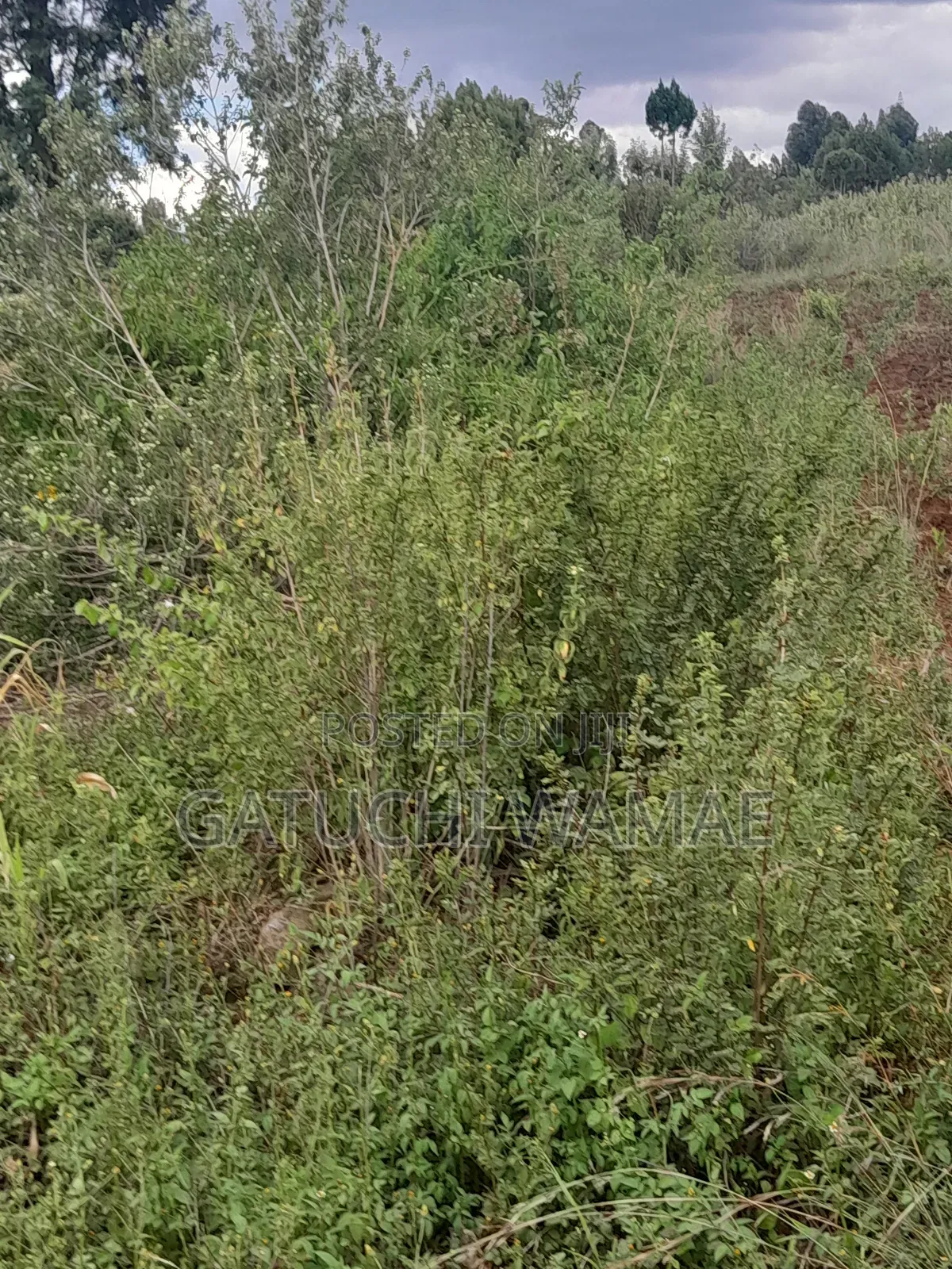 5 Acres Land for Sale in Nanyuki