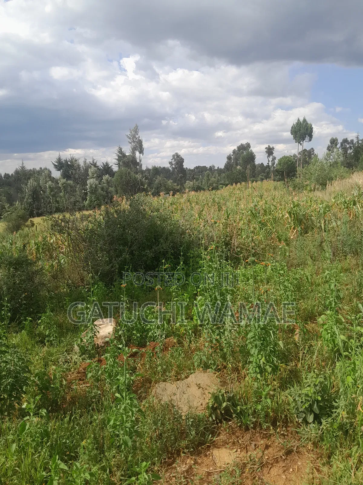 5 Acres Land for Sale in Nanyuki
