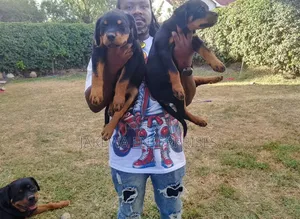 1-3 months Male Purebred Rottweiler