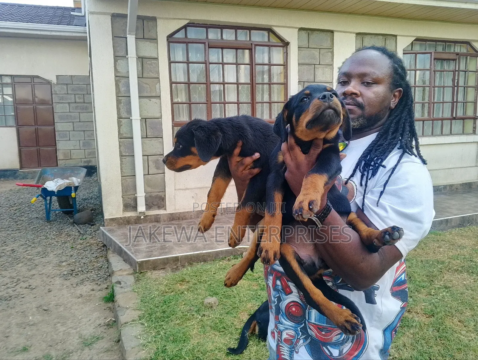 1-3 months Female Purebred Rottweiler