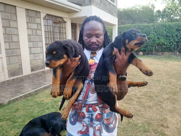 1-3 months Male Purebred Rottweiler - main view