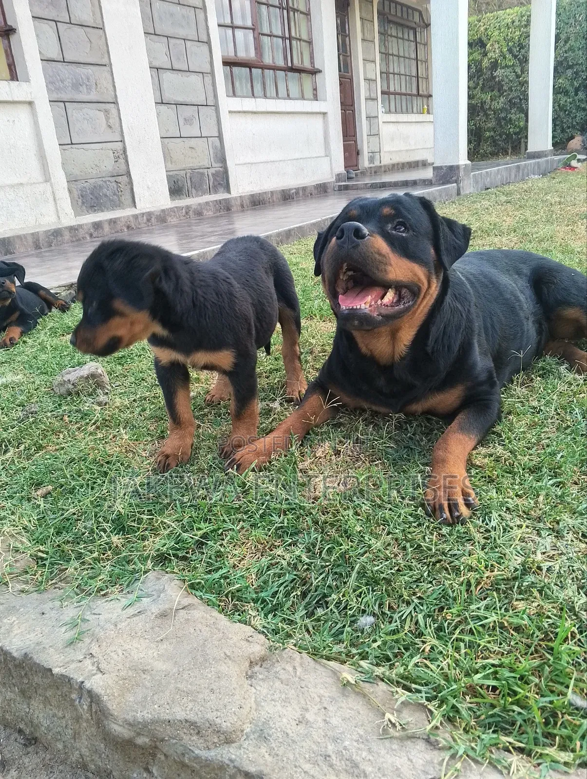 1-3 months Male Purebred Rottweiler