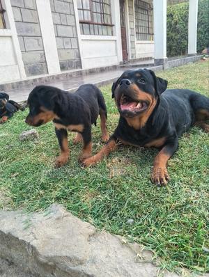 1-3 months Male Purebred Rottweiler - thumbnail 2