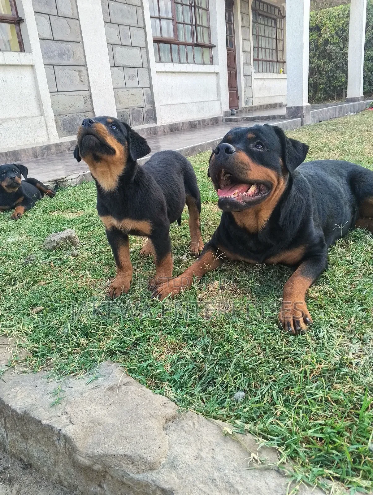 1-3 months Female Purebred Rottweiler