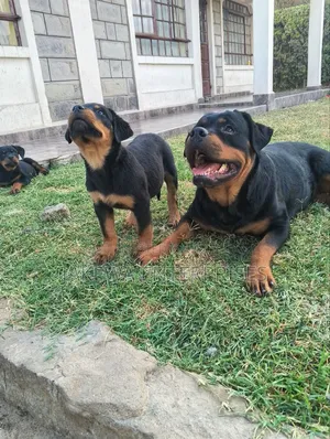 1-3 months Female Purebred Rottweiler