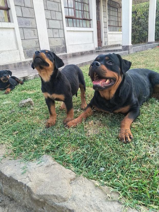 1-3 months Female Purebred Rottweiler - main view