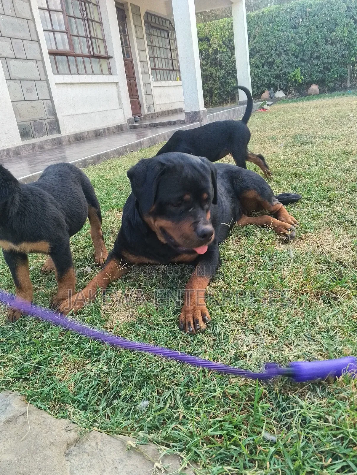 1-3 months Female Purebred Rottweiler