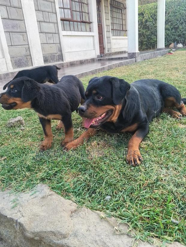 1-3 months Female Purebred Rottweiler
