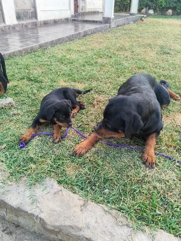 1-3 months Female Purebred Rottweiler