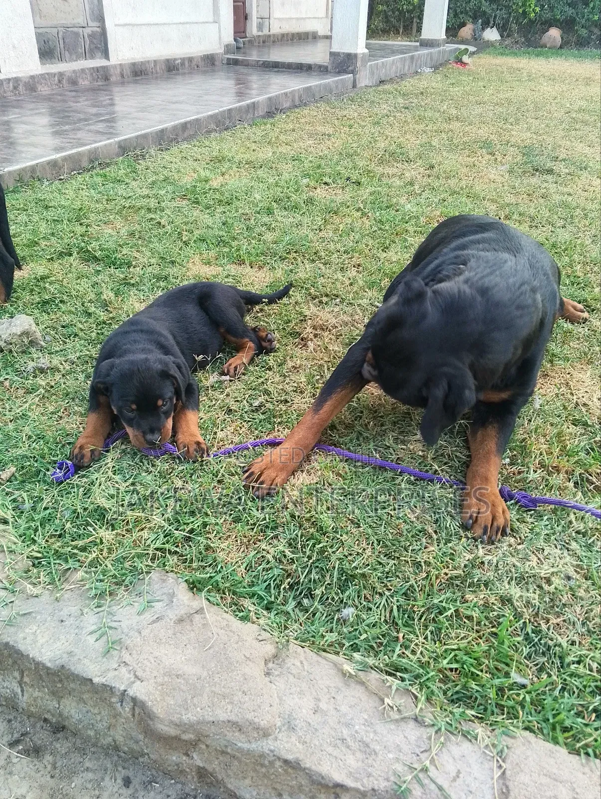1-3 months Female Purebred Rottweiler