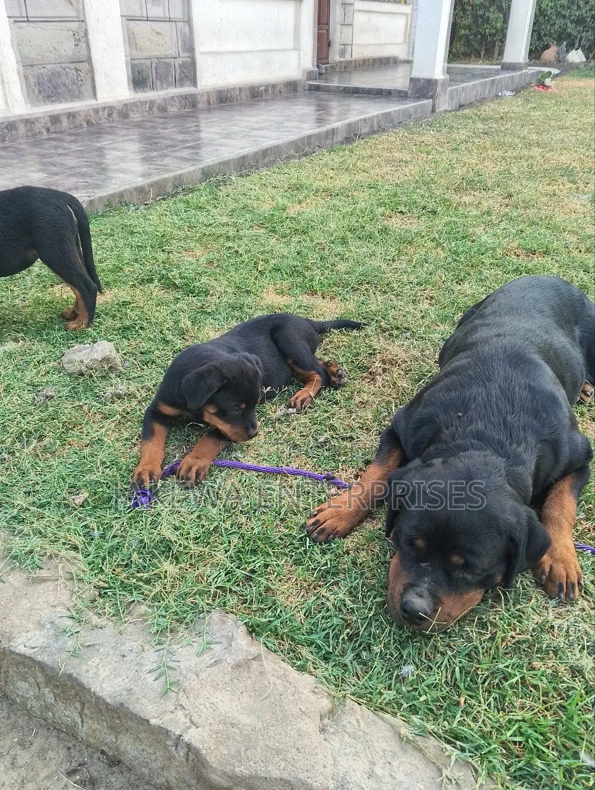 1-3 months Male Purebred Rottweiler