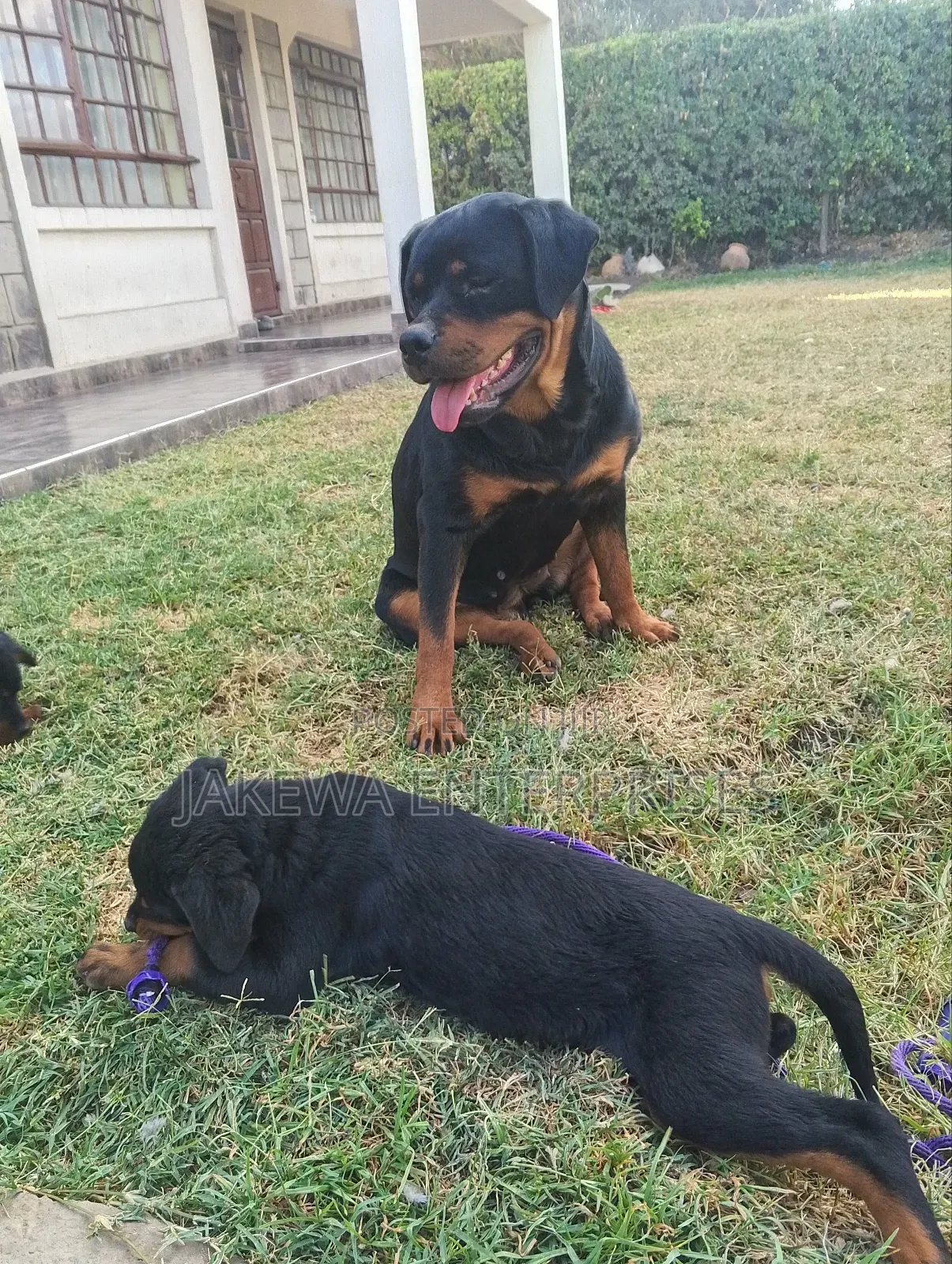 1-3 months Male Purebred Rottweiler