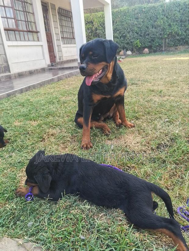 1-3 months Male Purebred Rottweiler - main view