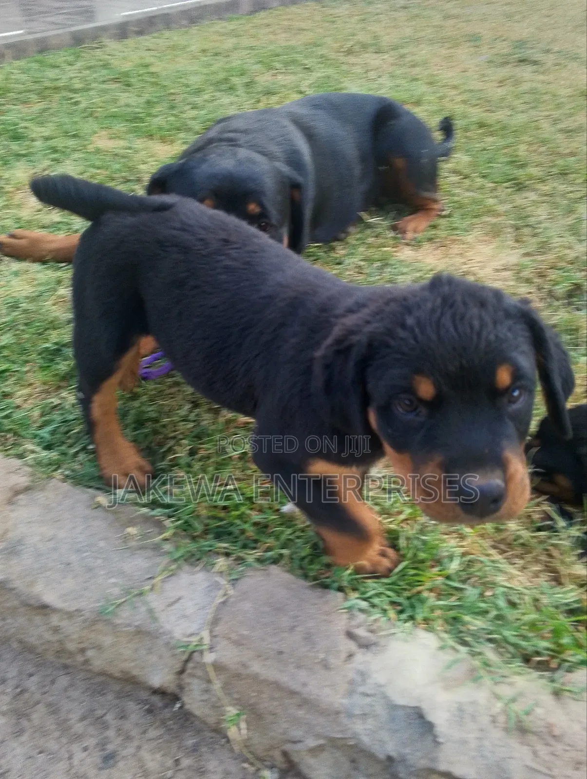 1-3 months Male Purebred Rottweiler