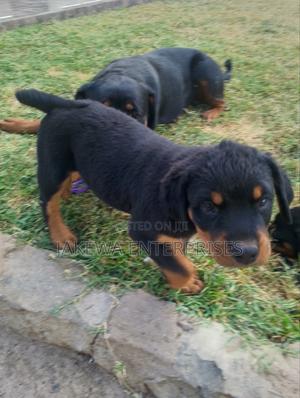 1-3 months Male Purebred Rottweiler - main view