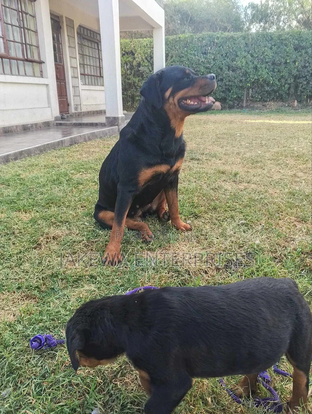 1-3 months Female Purebred Rottweiler