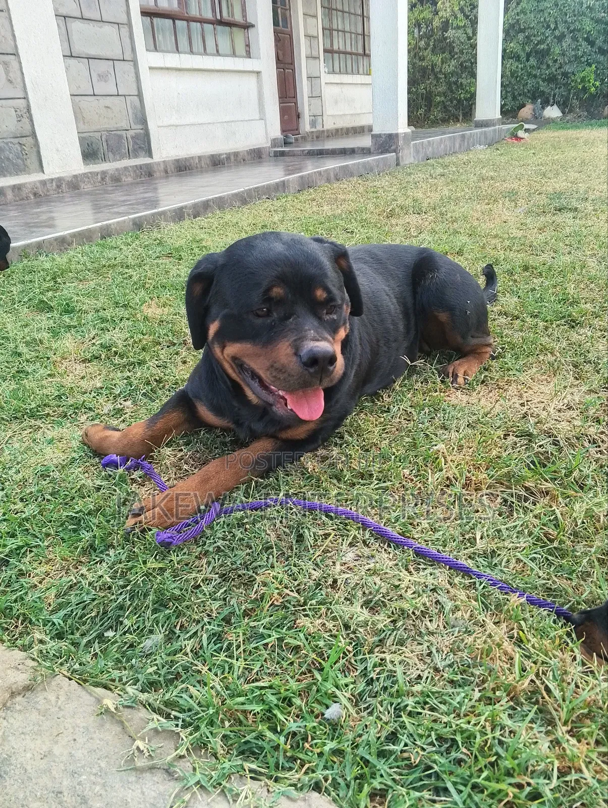1-3 months Female Purebred Rottweiler