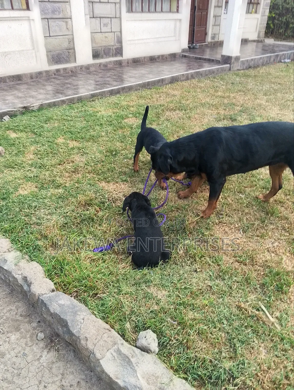 1-3 months Female Purebred Rottweiler